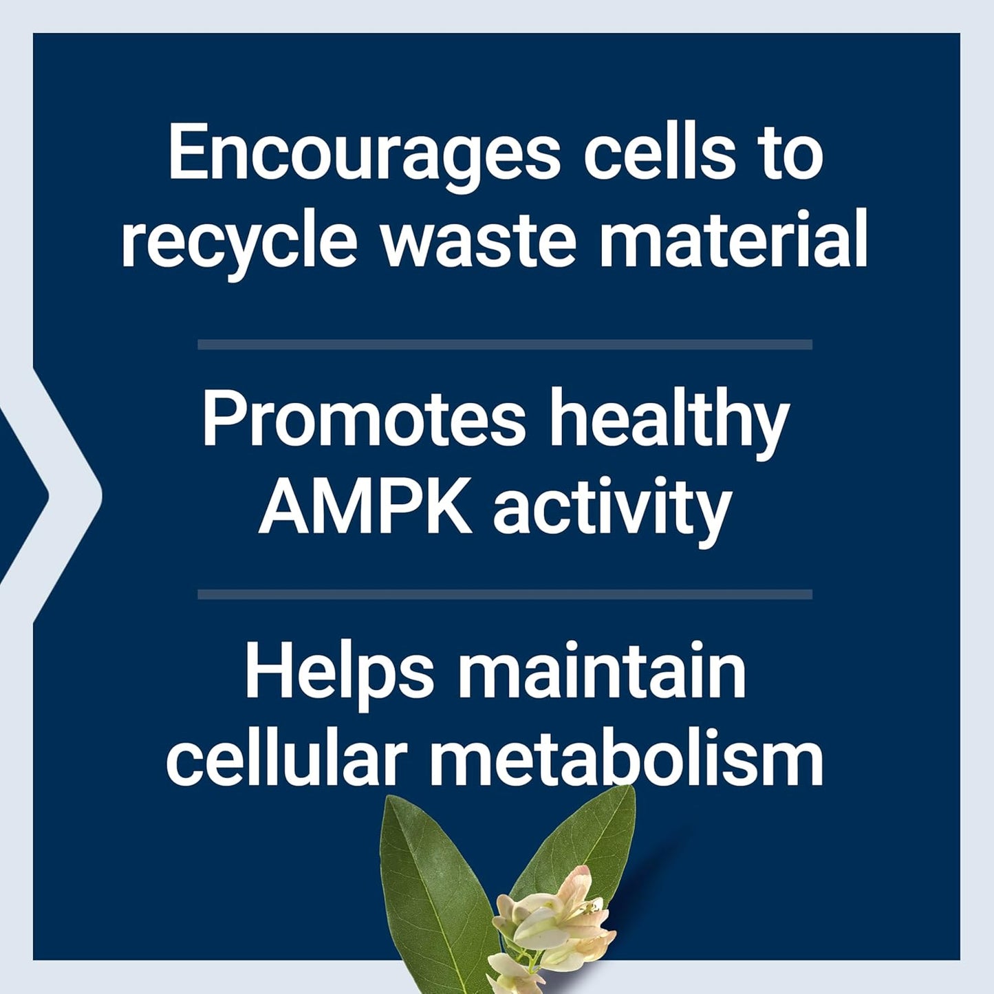 Life Extension GEROPROTECT® Autophagy Renew